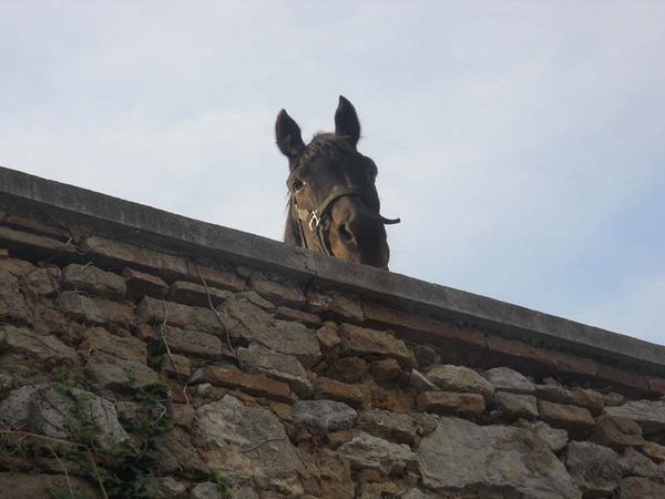 Premi per vedere l'immagine alla massima grandezza