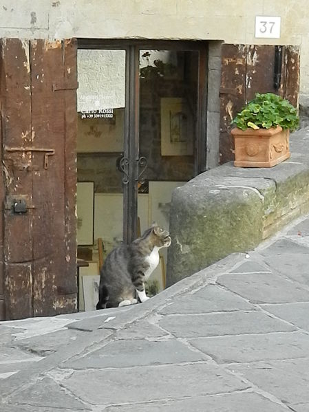 Premi per vedere l'immagine alla massima grandezza