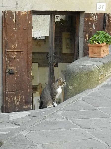 Premi per vedere l'immagine alla massima grandezza