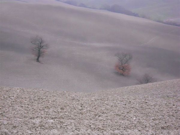 Campestre_di_Gallina_30_gennaio_2011_98.JPG