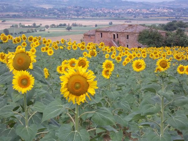 Valdorcia_luglio_2011_111.JPG