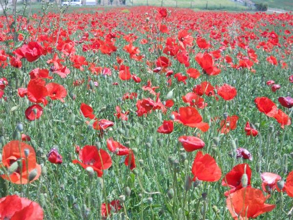 Premi per vedere l'immagine alla massima grandezza