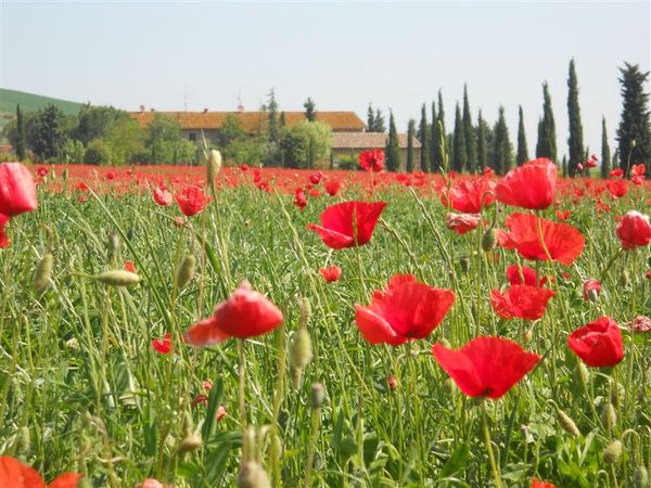 Valdorcia_maggio_2011_74.JPG