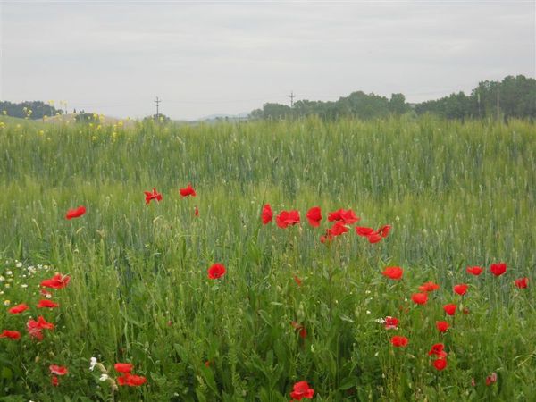 Premi per vedere l'immagine alla massima grandezza