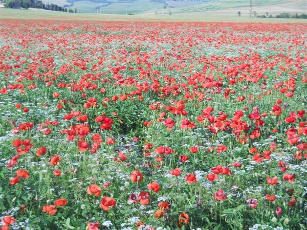 Premi per vedere l'immagine alla massima grandezza