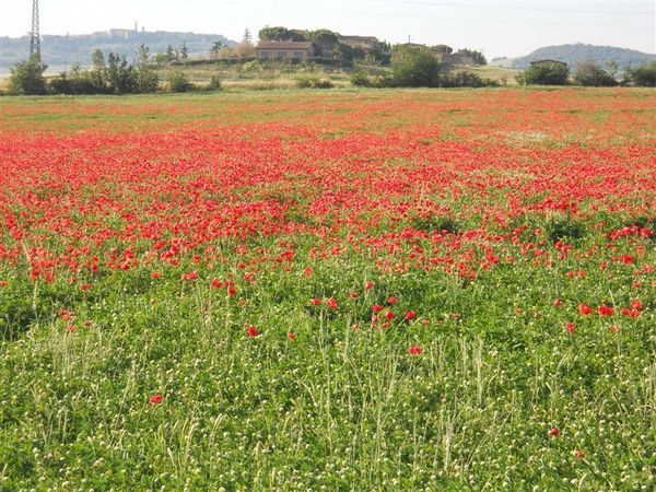 Premi per vedere l'immagine alla massima grandezza